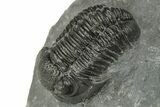 Two Detailed Gerastos Trilobite Fossils - Morocco #243809-3